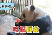 娱乐圈吃瓜熊猫,熊猫视角下的吃瓜盛宴